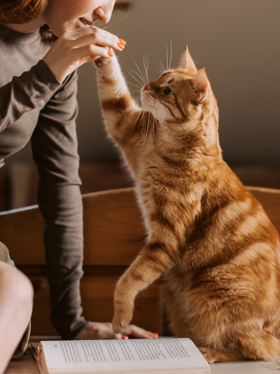 pet sitter chien chat nac à nimes
