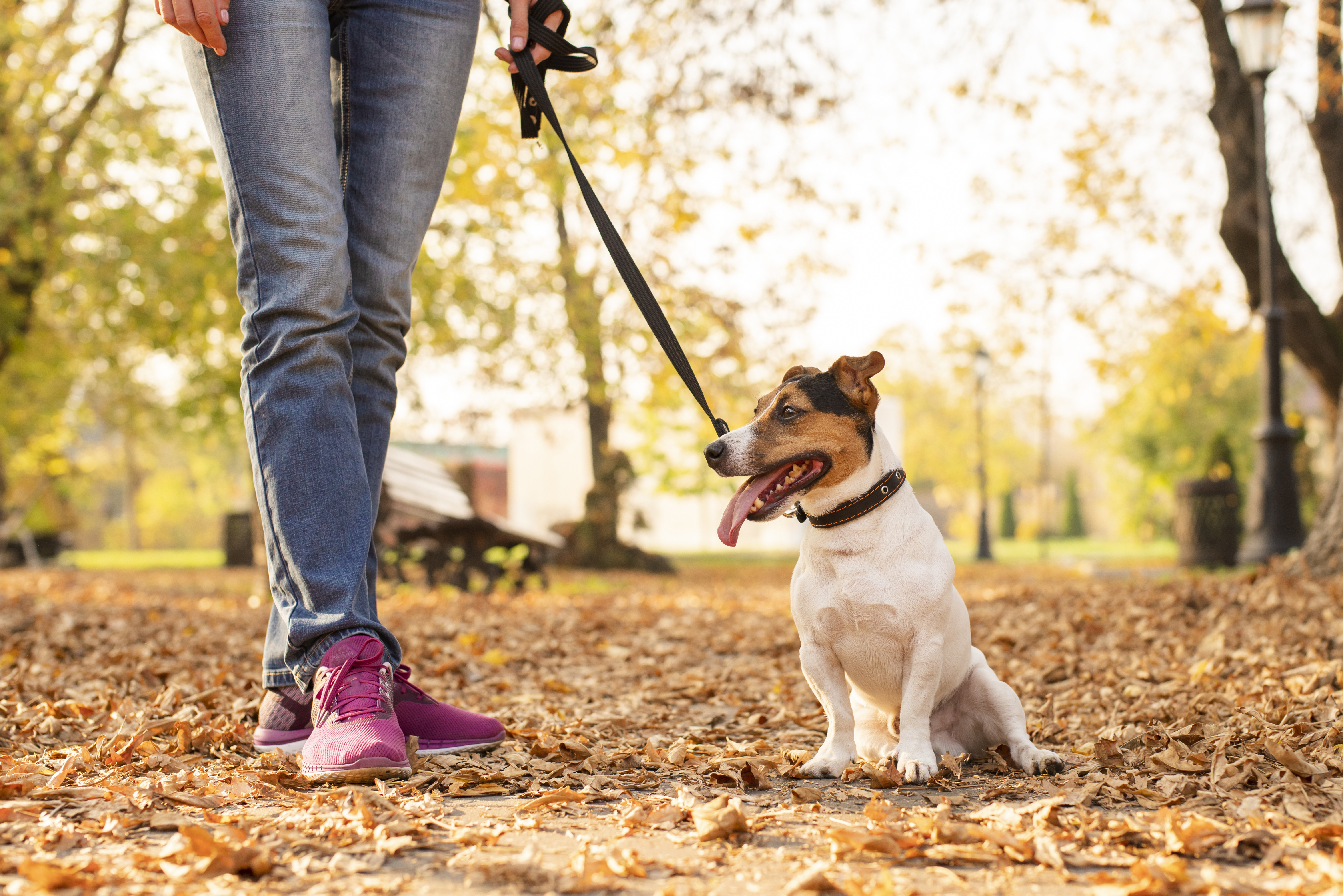le bienfait des promenades pour votre chien