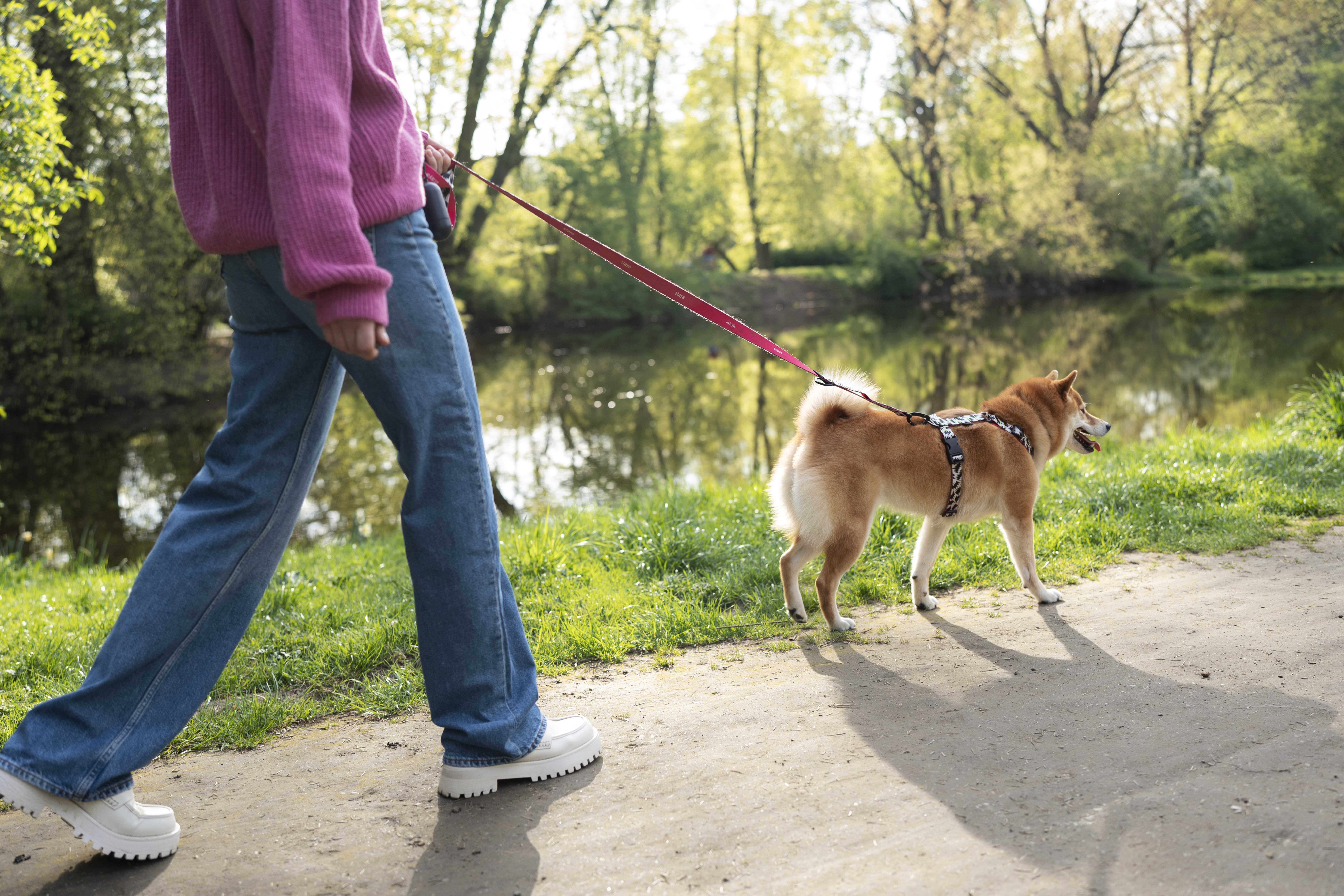 promenade canine le déroulé de la balade
