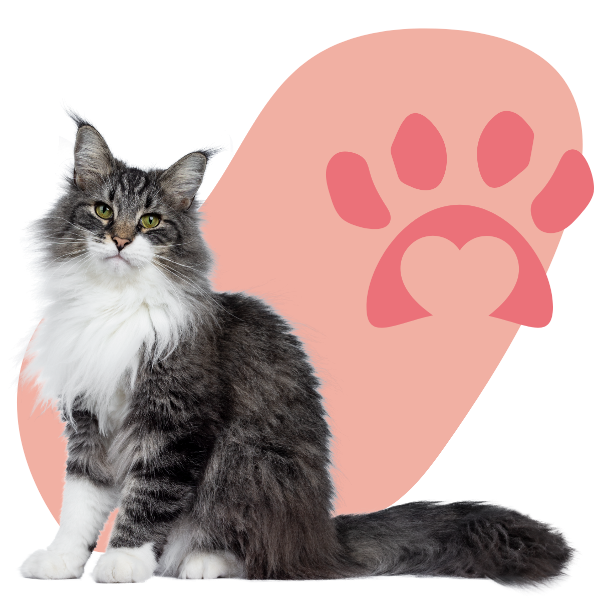 contact pet sitter nimes