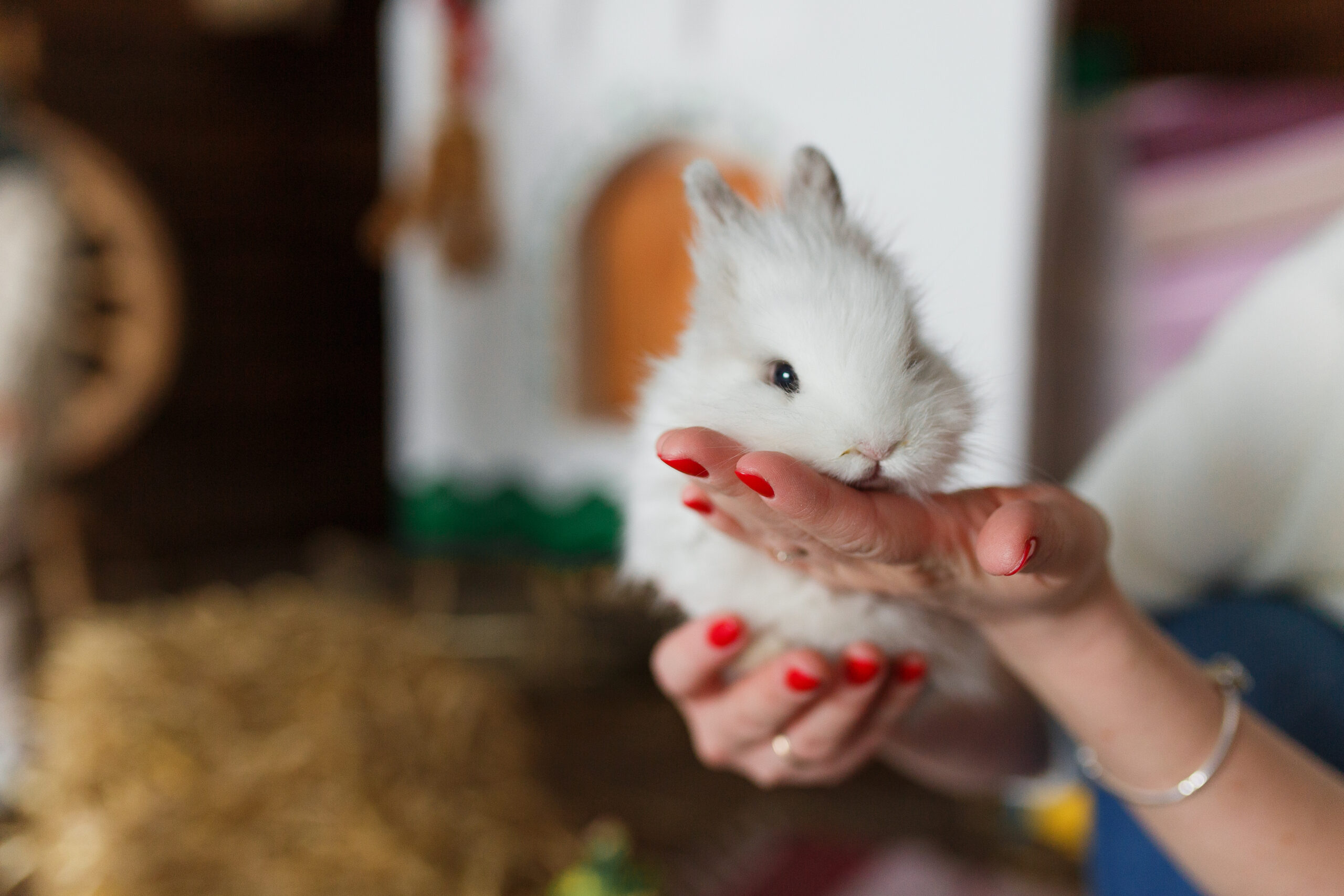 entreprise visite à domicile animaux à nimes