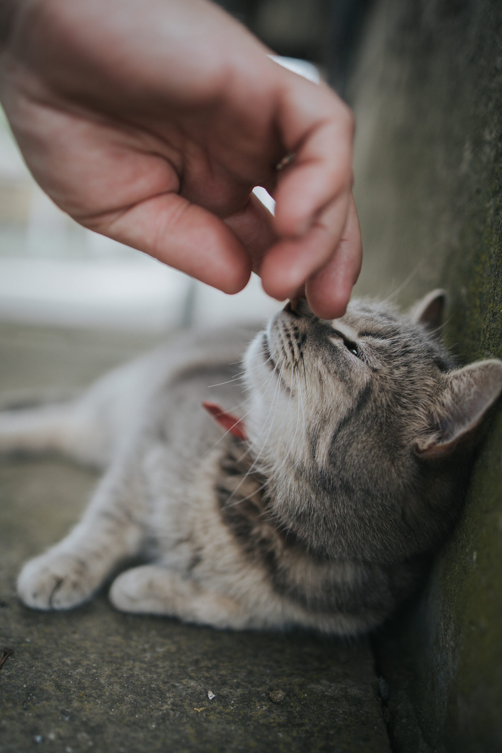 visite domicile chat